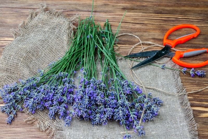 Gebruik lavendel in je huis en keuken!