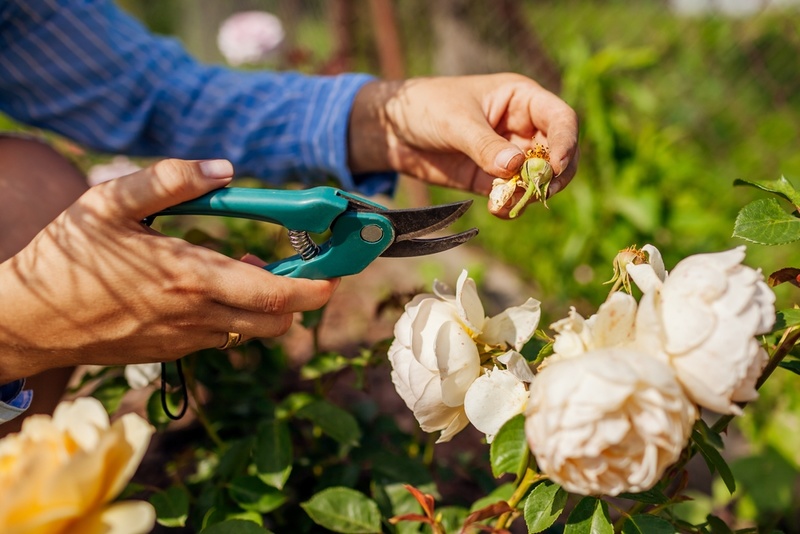 Tuintips juni