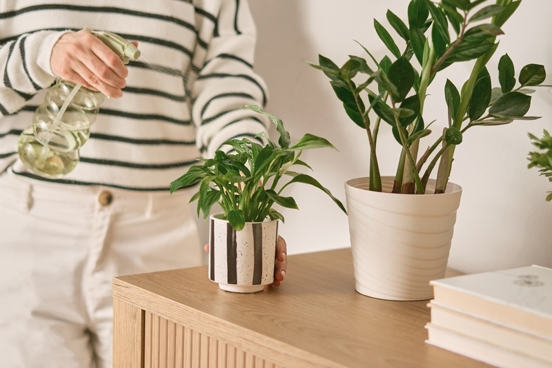 Wintertijd: verzorgingstips voor kamerplanten