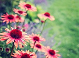 Tuinplanten