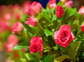 Tuinplanten